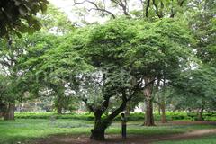 Caesalpinia coriaria